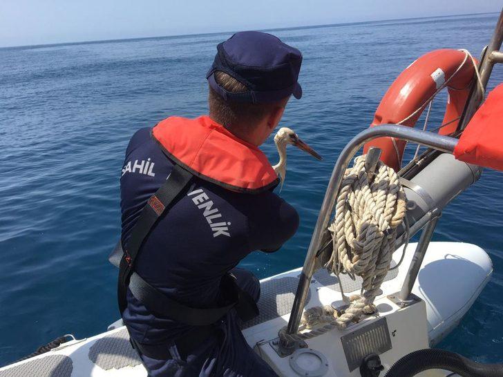 Hatay'da denizde bulunan yaralı leylek tedaviye alındı G2