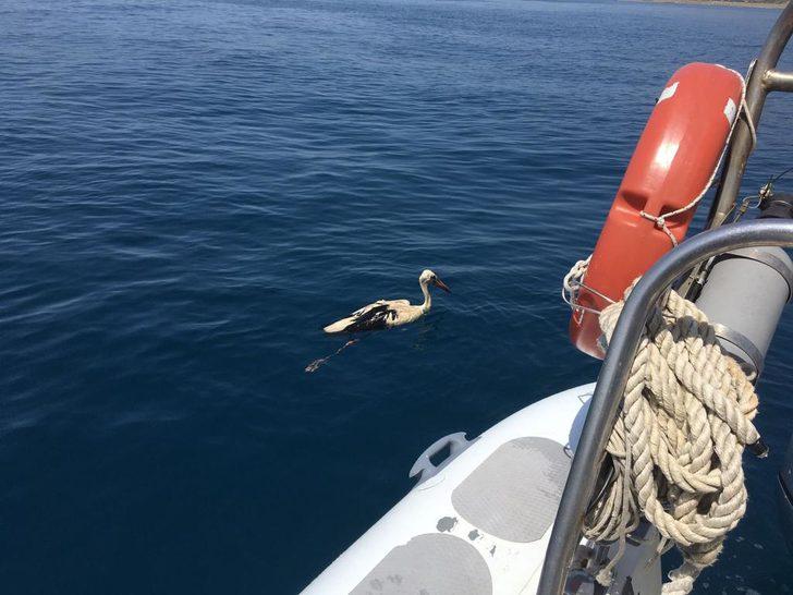 Hatay'da denizde bulunan yaralı leylek tedaviye alındı G3