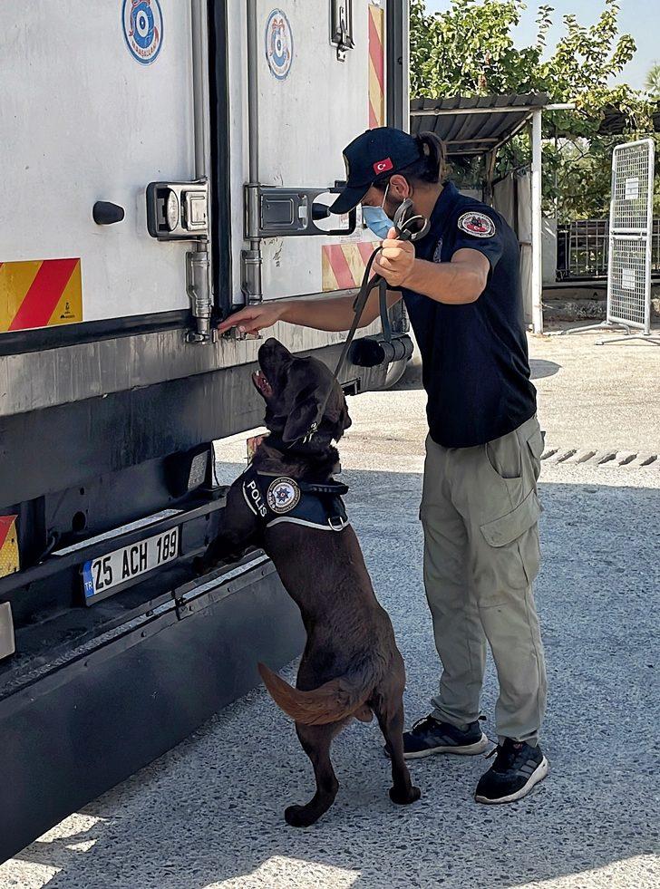 Mersin'de karkas et taşıyan kamyonda 77 kilo 200 gram esrar ele geçirildi G4