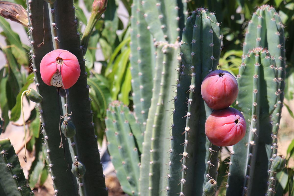 Mersin'de alternatif &uuml;r&uuml;n olması amacıyla Peru elması yetiştiriliyor