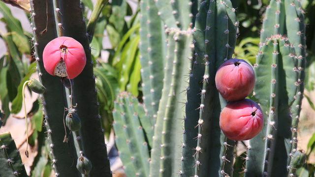 Mersin'de alternatif ürün olması amacıyla Peru elması yetiştiriliyor