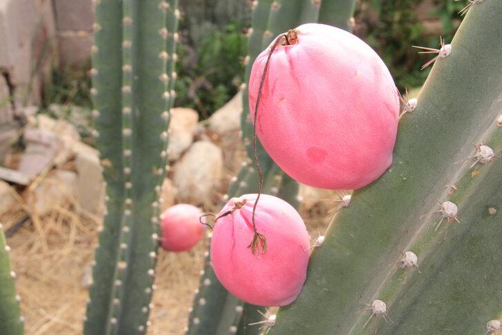 Mersin'de alternatif ürün olması amacıyla Peru elması yetiştiriliyor G2