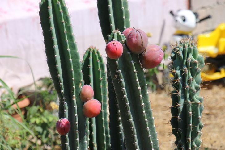 Mersin'de alternatif ürün olması amacıyla Peru elması yetiştiriliyor G3