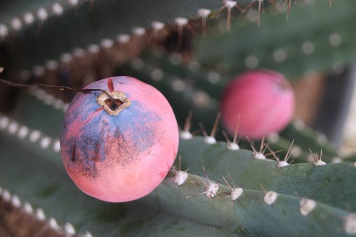 Mersin'de alternatif ürün olması amacıyla Peru elması yetiştiriliyor G4