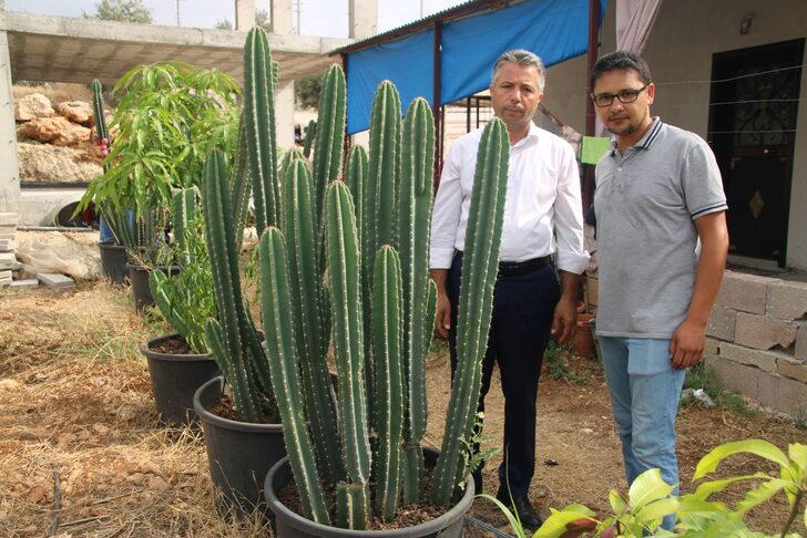 Mersin'de alternatif ürün olması amacıyla Peru elması yetiştiriliyor G5