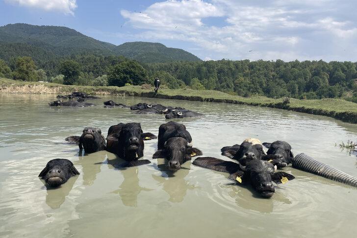 Bolu'da besiciler mandalarını ağustos sıcağında gölette serinletiyor G1