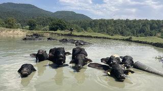 Bolu'da besiciler mandalarını ağustos sıcağında gölette serinletiyor