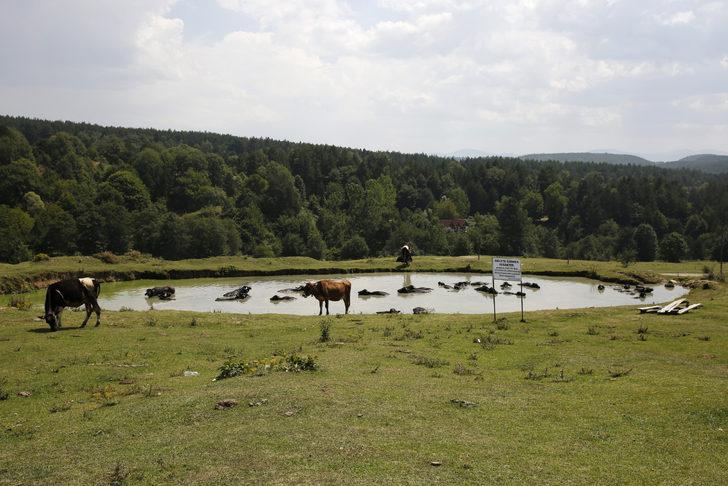 Bolu'da besiciler mandalarını ağustos sıcağında gölette serinletiyor G2