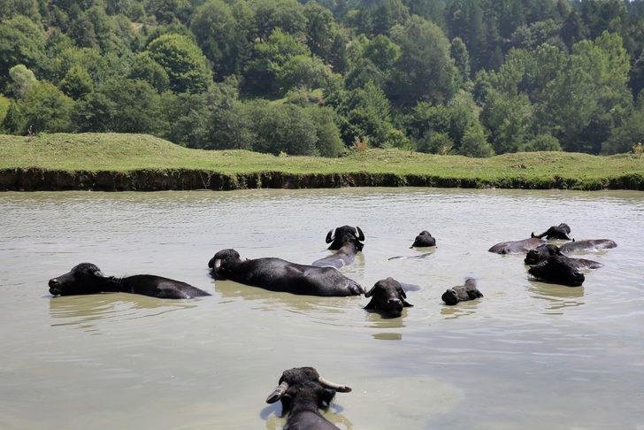 Bolu'da besiciler mandalarını ağustos sıcağında gölette serinletiyor G3
