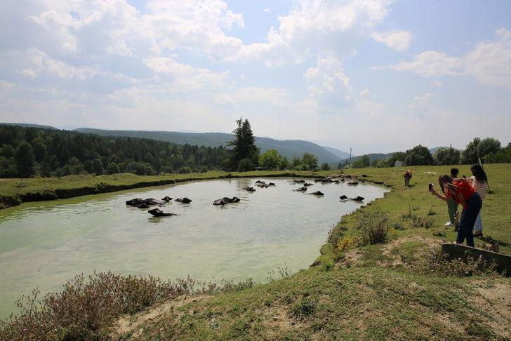 Bolu'da besiciler mandalarını ağustos sıcağında gölette serinletiyor G4
