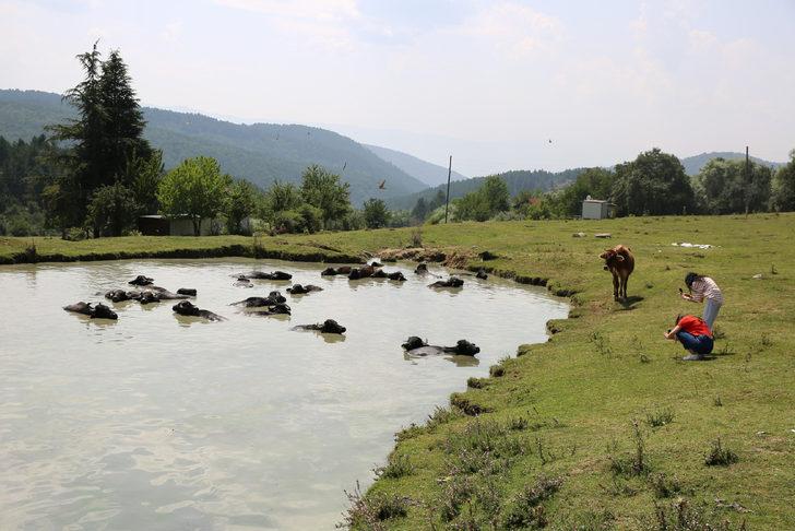 Bolu'da besiciler mandalarını ağustos sıcağında gölette serinletiyor G5