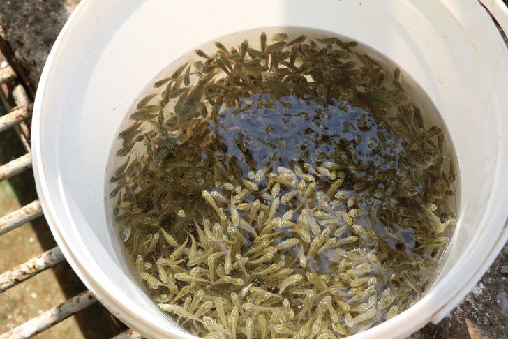 Adana'da yetiştirilen sazan yavrularının hasadı yapıldı G1