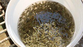 Adana'da yetiştirilen sazan yavrularının hasadı yapıldı