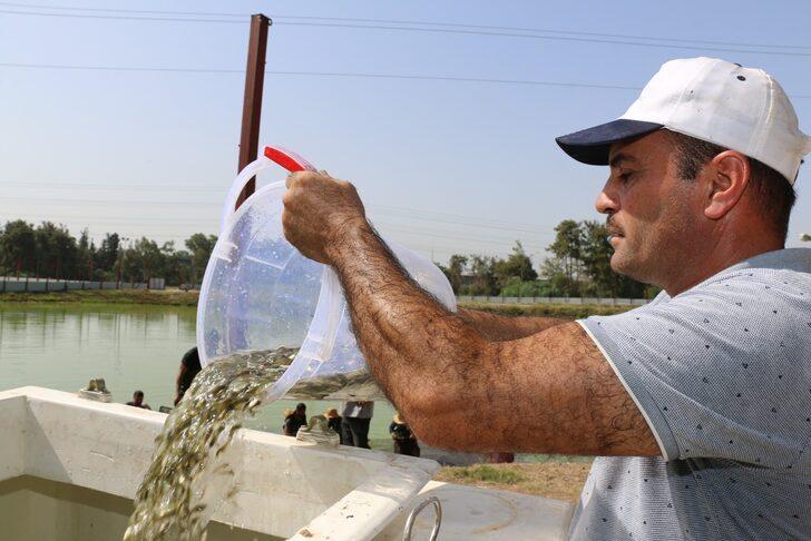 Adana'da yetiştirilen sazan yavrularının hasadı yapıldı G2