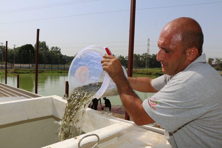 Adana'da yetiştirilen sazan yavrularının hasadı yapıldı G3