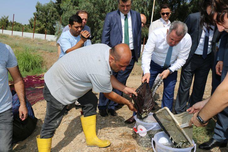Adana'da yetiştirilen sazan yavrularının hasadı yapıldı G4