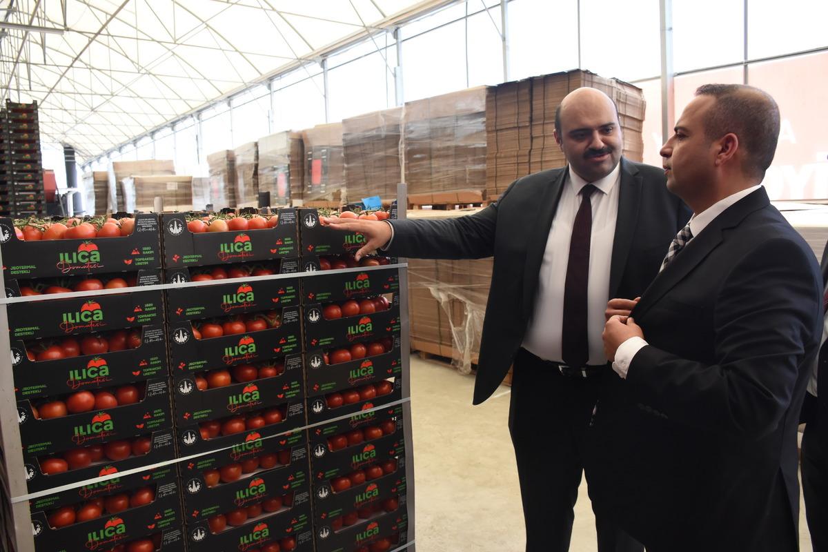 Jeotermal kaynakla &uuml;retilen domates, Tarım Kredi Kooperatif marketlerinde satılacak