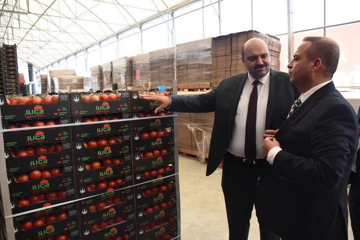 Jeotermal kaynakla üretilen domates, Tarım Kredi Kooperatif marketlerinde satılacak G1