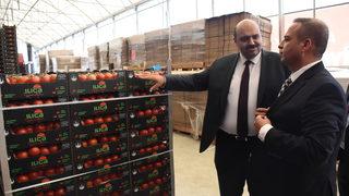 Jeotermal kaynakla üretilen domates, Tarım Kredi Kooperatif marketlerinde satılacak