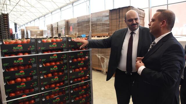 Jeotermal kaynakla üretilen domates, Tarım Kredi Kooperatif marketlerinde satılacak