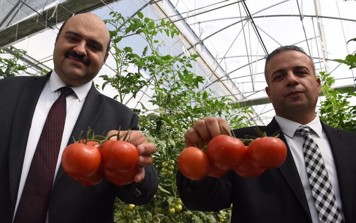 Jeotermal kaynakla üretilen domates, Tarım Kredi Kooperatif marketlerinde satılacak G2