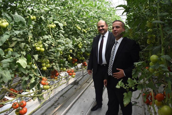 Jeotermal kaynakla üretilen domates, Tarım Kredi Kooperatif marketlerinde satılacak G3