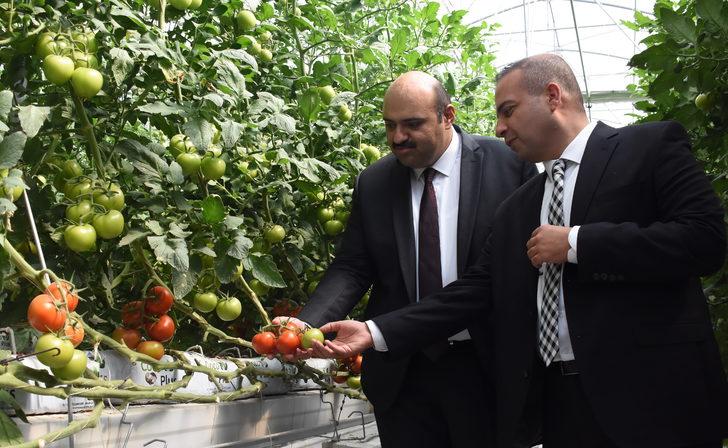 Jeotermal kaynakla üretilen domates, Tarım Kredi Kooperatif marketlerinde satılacak G4