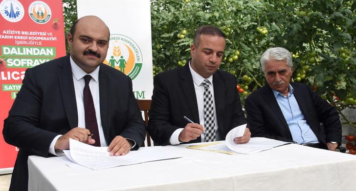 Jeotermal kaynakla üretilen domates, Tarım Kredi Kooperatif marketlerinde satılacak G5