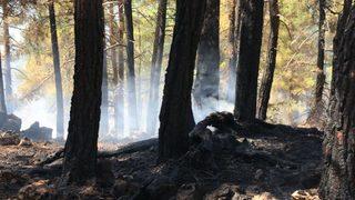 Antalya'da ormanlık alanda yangın çıktı