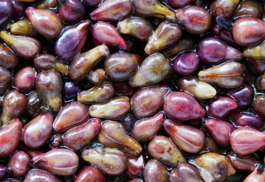 Sakın &ccedil;&ouml;pe atmayın! Kanı temizliyor, kansere karşı koruyor