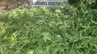 Hatay'da zeytin bahçesinde Hint keneviri yetiştiren 2 şüpheli yakalandı