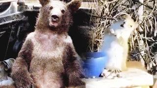 Armudu fazla kaçıran sincap baygınlık geçirdi! Akıllara 'Balkız' geldi