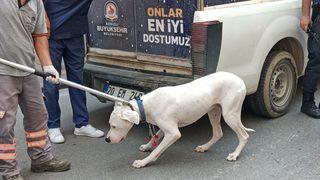 Denizli'de kovalamacayla durdurulan şüphelinin otomobilindeki köpeğin ısırdığı polis yaralandı