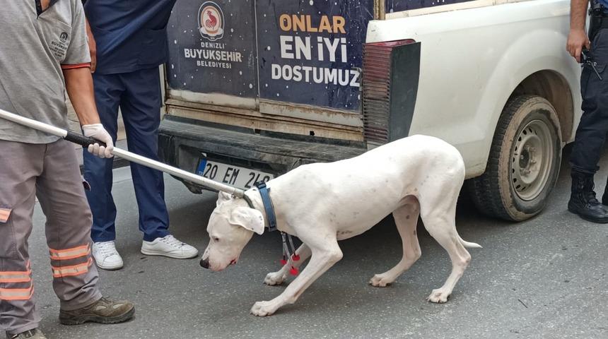 Denizli'de kovalamacayla durdurulan şüphelinin otomobilindeki köpeğin ısırdığı polis yaralandı