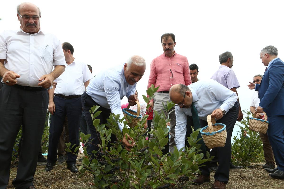 Trabzon'da fındık ve mısıra alternatif olarak dikilen aronyada hasat başladı
