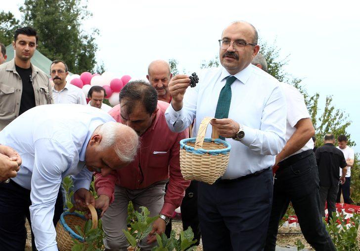 Trabzon'da fındık ve mısıra alternatif olarak dikilen aronyada hasat başladı G2