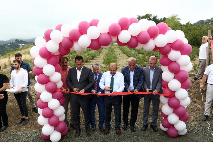 Trabzon'da fındık ve mısıra alternatif olarak dikilen aronyada hasat başladı G3