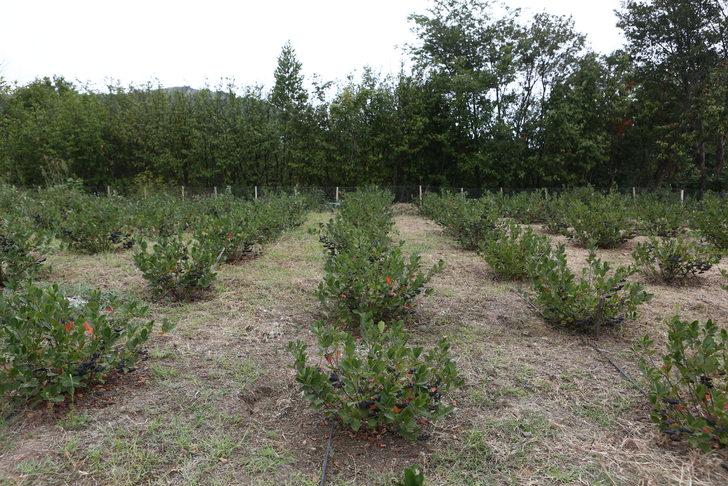 Trabzon'da fındık ve mısıra alternatif olarak dikilen aronyada hasat başladı G4