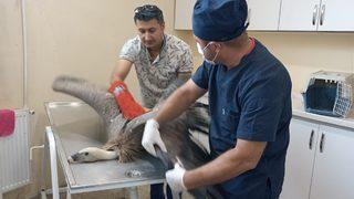 Hakkari'de bitkin halde bulunan kızıl akbaba tedaviye alındı