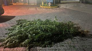 Kocaeli'de 28 kök Hint keneviri ele geçirildi