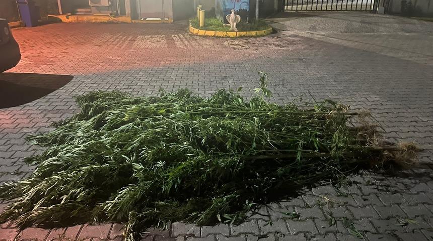 Kocaeli'de 28 kök Hint keneviri ele geçirildi