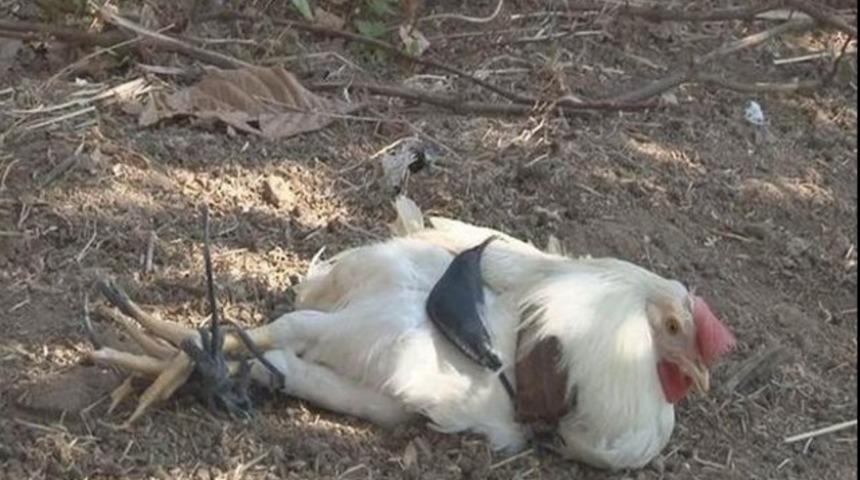 Kurşun geçirmez deyip ateş etti, horozu öldürdü