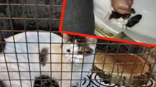 Görüntüler büyük tepki çekmişti! Kedisine eziyet eden kişi yakalandı! İşte cezası