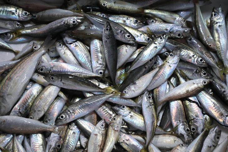 Karadenizli balıkçılar "Vira Bismillah" dedi G5