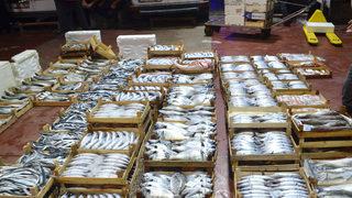 Kocaeli'de balıkçılar sezonun ilk avından döndü