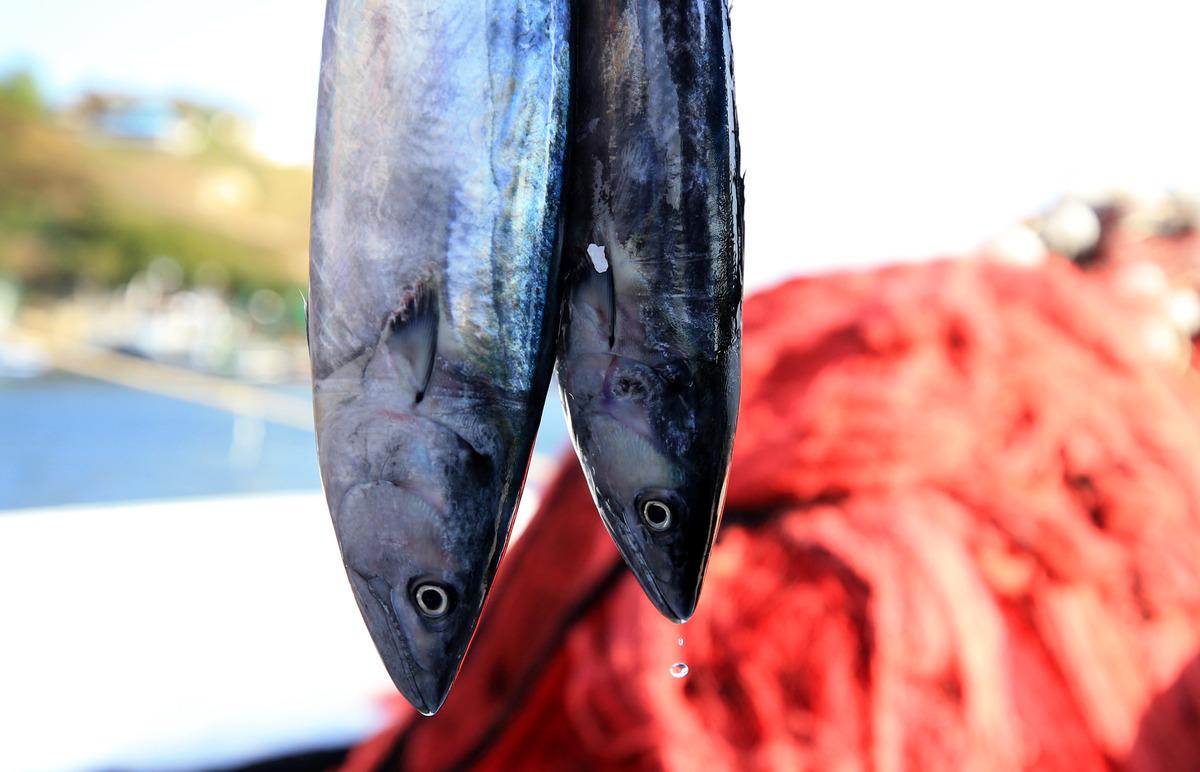 Kıyık&ouml;yl&uuml; balık&ccedil;ılar, av sezonunun ilk g&uuml;n&uuml;nde "kara yel" engeline takıldı