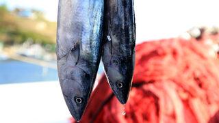 Kıyıköylü balıkçılar, av sezonunun ilk gününde kara yel engeline takıldı