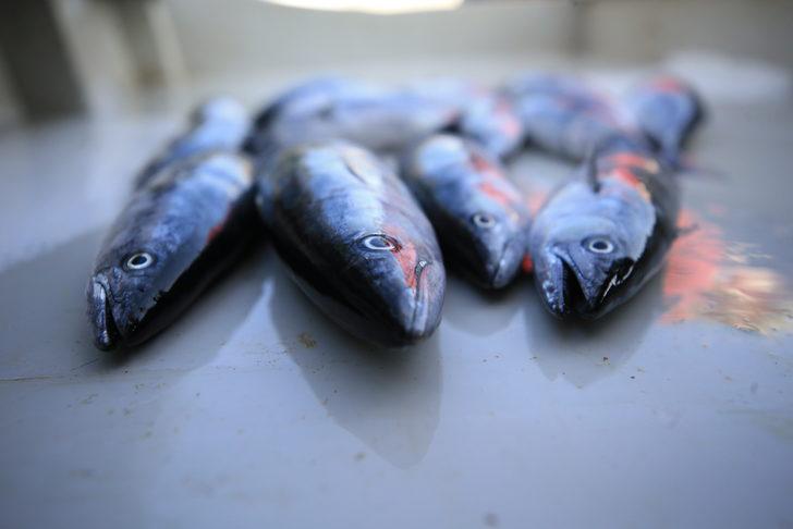 Kıyıköylü balıkçılar, av sezonunun ilk gününde "kara yel" engeline takıldı G2