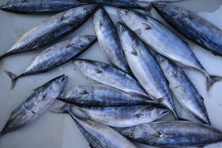 Kıyıköylü balıkçılar, av sezonunun ilk gününde "kara yel" engeline takıldı G5