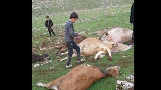 Sürünün üzerine yıldırım düştü: 15 inek telef oldu